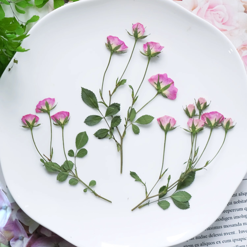 12pcs,Mini Pink Rose Pressed F - Candle Supplies Usa 评论和价格